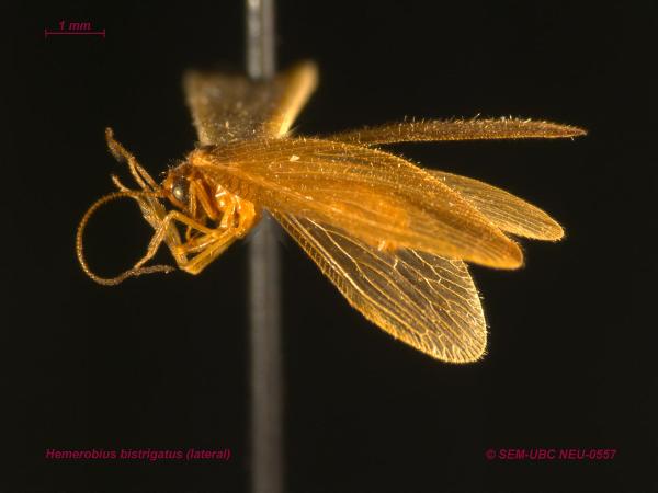 Photo of Hemerobius bistrigatus by Spencer Entomological Museum